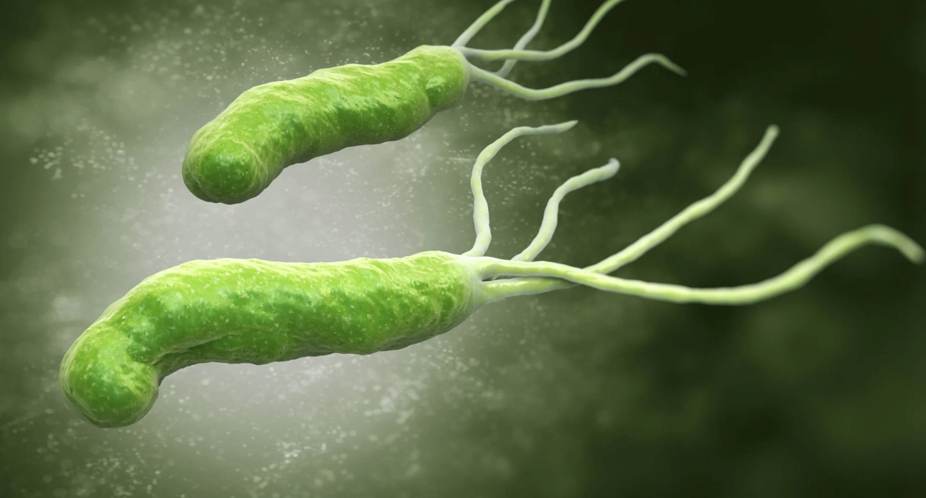 Helicobacter pylori: qué es, síntomas, tratamiento y cómo ayuda la lactoferrina
