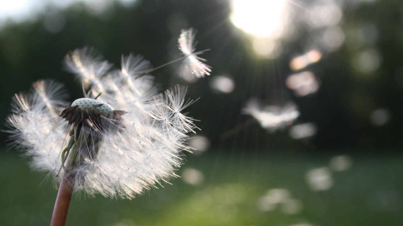 Alergia al polen: todo sobre la alergia más frecuente en la población